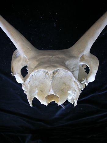 Media type: image;   Mammalogy 17733